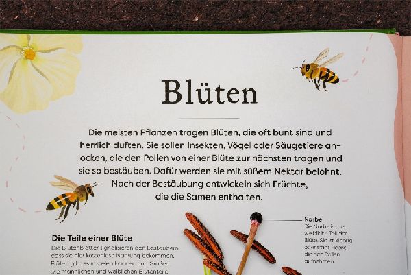 Große und kleine Schätze der Natur. Pflanzen