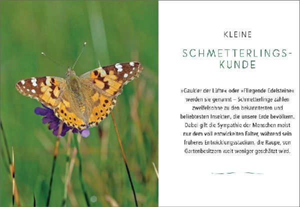 Ein Gartenparadies für Schmetterlinge. Die schönsten Blumen, Stauden, Kräuter und Sträucher für Falter und ihre Raupen. Artenschutz und Artenvielfalt im eigenen Garten. Natürlich bienenfreundlich.