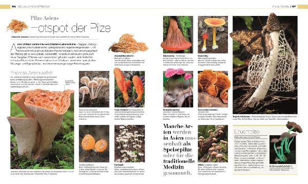 DK Bibliothek. Pflanzen & Pilze