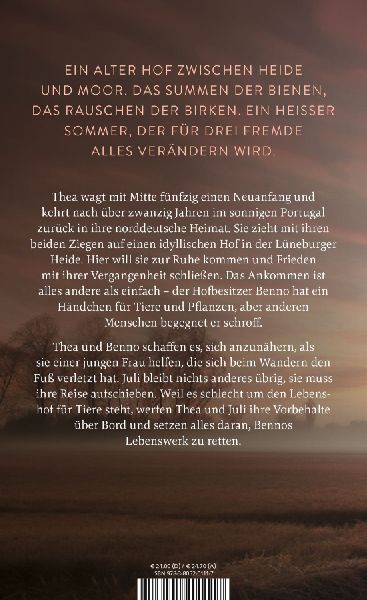 Das Licht in den Birken