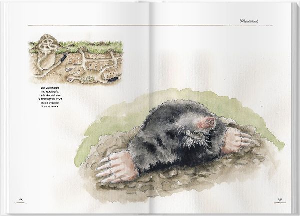 Von Elstern, Eichhörnchen und Erdhummeln