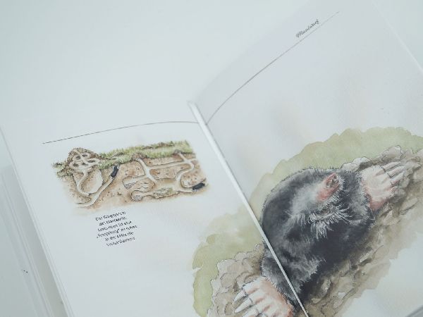 Von Elstern, Eichhörnchen und Erdhummeln