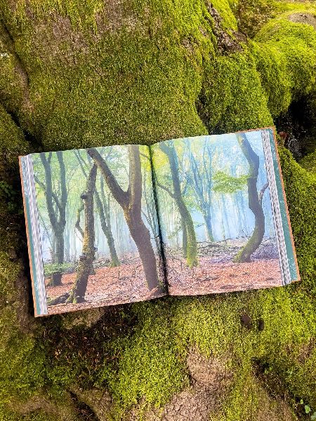 THE WOODS