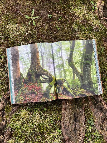 THE WOODS