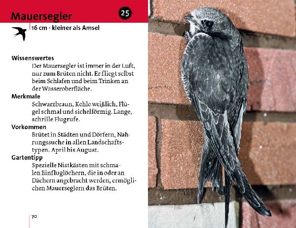 Alle Vögel sind schon da
