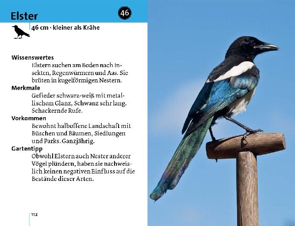 Alle Vögel sind schon da