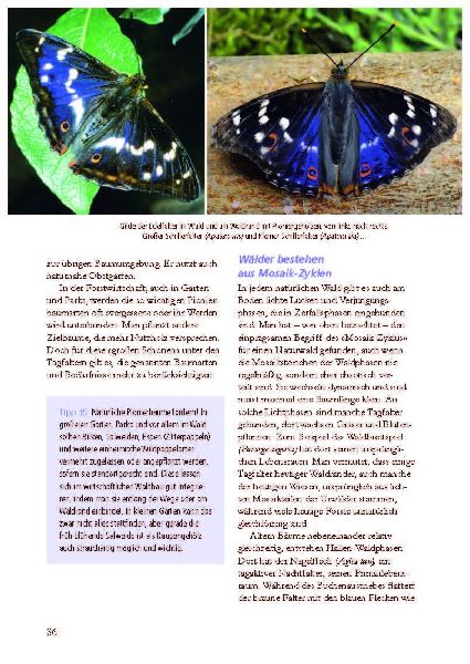 Besonders: Schmetterlinge