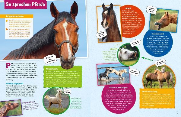 Was ist was: Pferde und Ponys