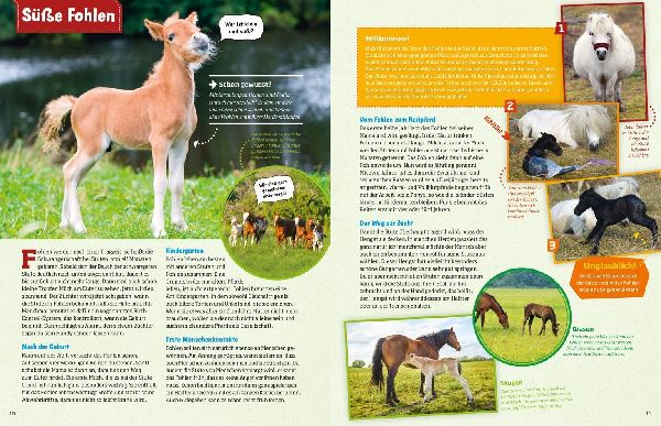 Was ist was: Pferde und Ponys