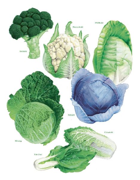 Das große Gemüse- und Obstgartenbuch