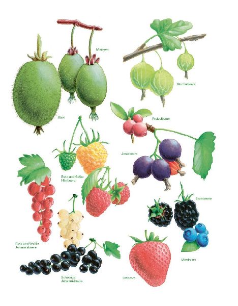 Das große Gemüse- und Obstgartenbuch