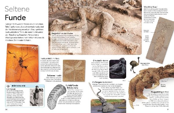 memo Wissen. Fossilien
