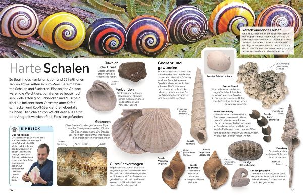 memo Wissen. Fossilien
