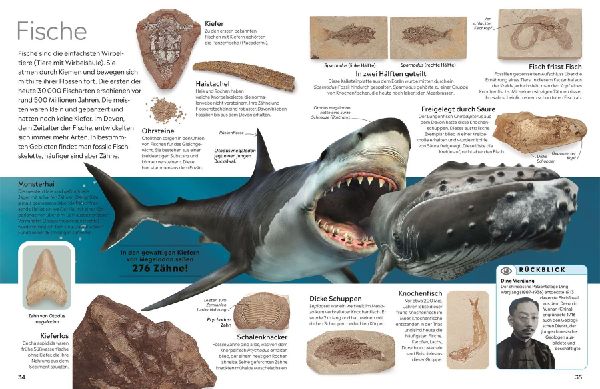 memo Wissen. Fossilien