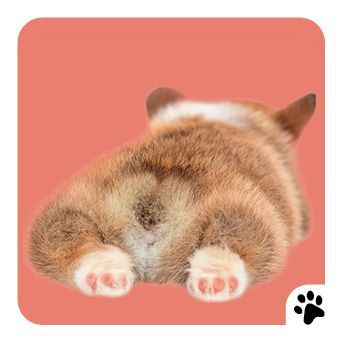 Memo-Spiel: Fluffy Butts - Finde den passenden Po zum Kopf!