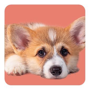 Memo-Spiel: Fluffy Butts - Finde den passenden Po zum Kopf!