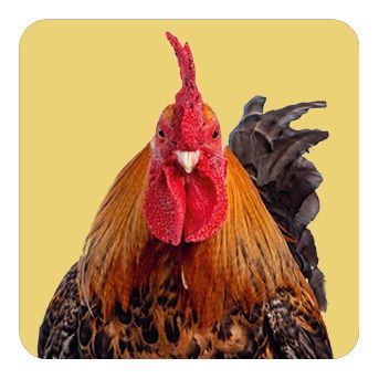 Memo-Spiel: Fluffy Butts - Finde den passenden Po zum Kopf!