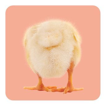 Memo-Spiel: Fluffy Butts - Finde den passenden Po zum Kopf!