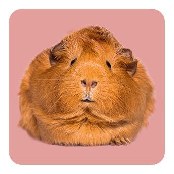 Memo-Spiel: Fluffy Butts - Finde den passenden Po zum Kopf!