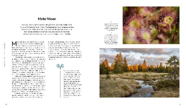 Wilder Wald