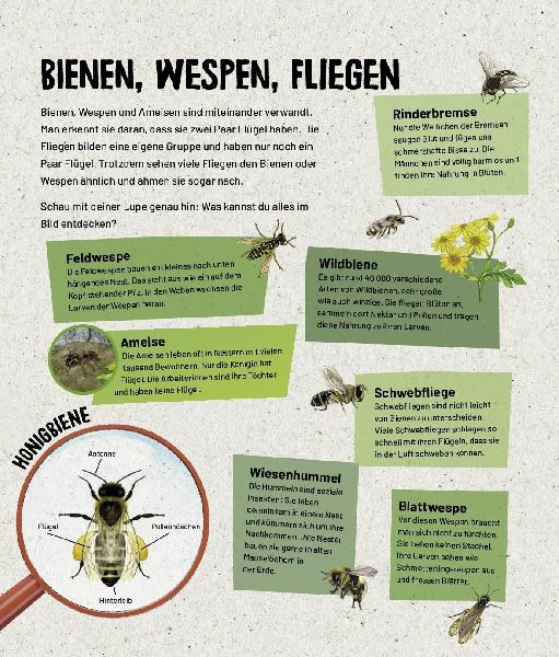 Mein Lupenbuch Tiere und Pflanzen