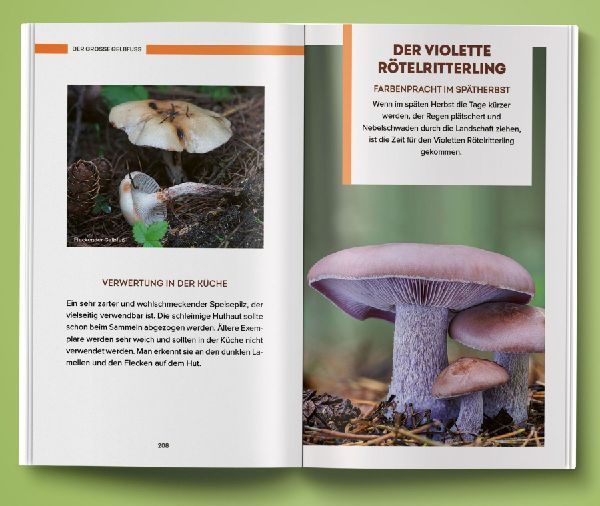 Unbekannte Leckereien: 30 Pilzarten, deren Geschmack dich überraschen wird