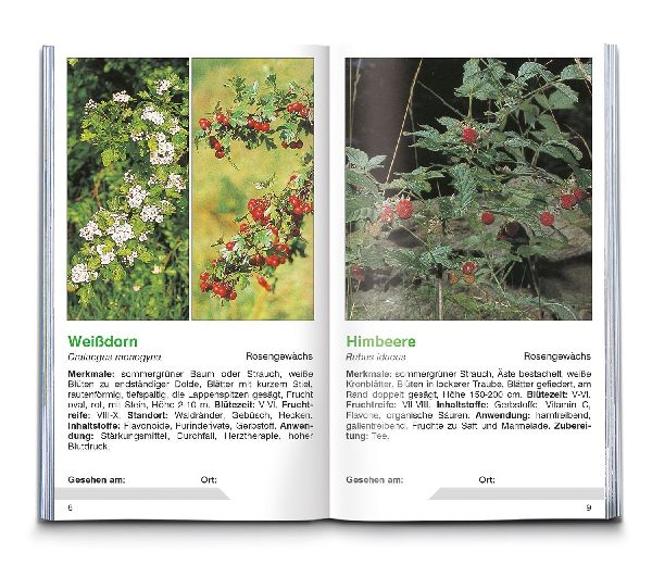 KOMPASS Naturführer Heilpflanzen, der handliche Begleiter in die Natur