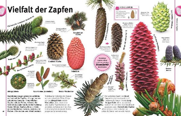 Pflanzen