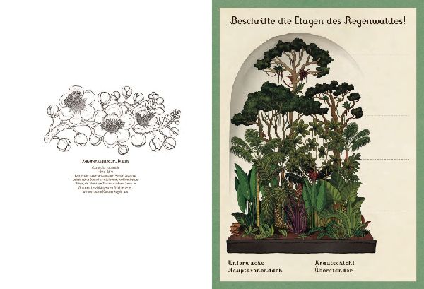 Das Museum der Pflanzen. Mein Mitmachbuch