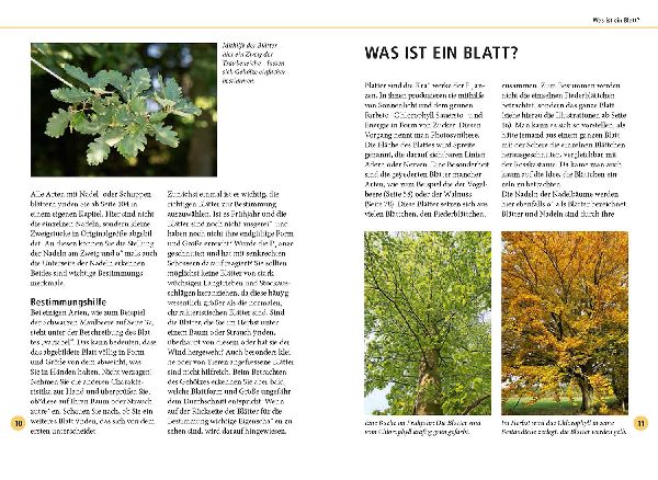 Bäume am Blatt erkennen - 78 Laub- und Nadelgehölze. Blätter in Originalgröße