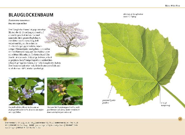 Bäume am Blatt erkennen - 78 Laub- und Nadelgehölze. Blätter in Originalgröße