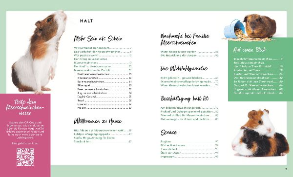 Meerschweinchen