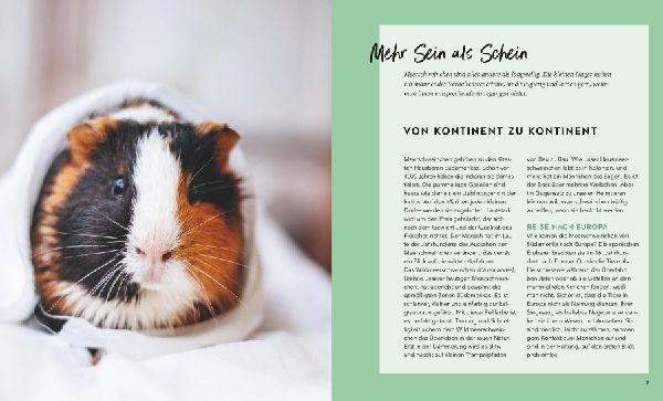 Meerschweinchen