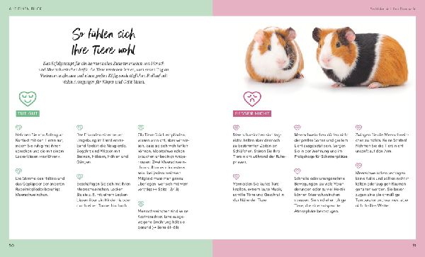 Meerschweinchen