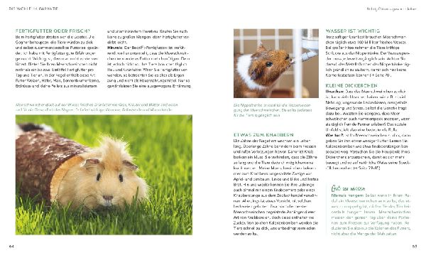 Meerschweinchen