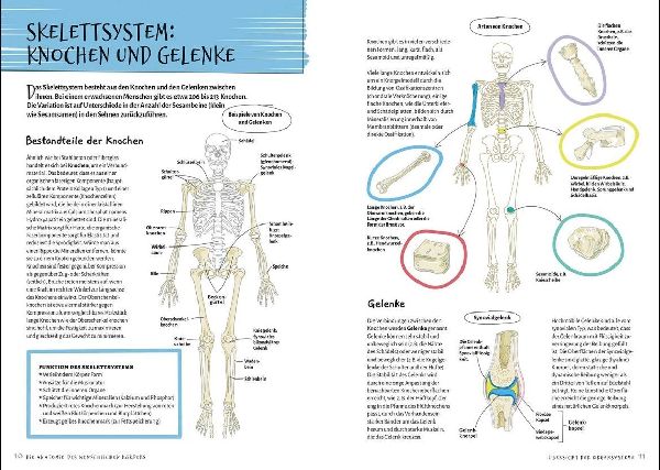 Die Anatomie des Menschlichen Körpers