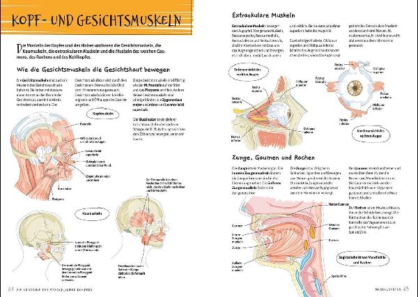 Die Anatomie des Menschlichen Körpers
