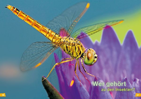 WAS IST WAS Erstes Lesen Band 11. Insekten