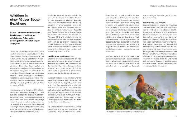 Das große BLV Handbuch Niederwild