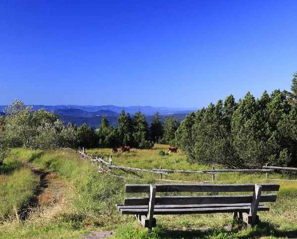 Wanderparadies Schwarzwald