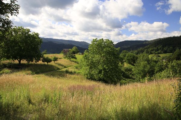 Wanderparadies Schwarzwald