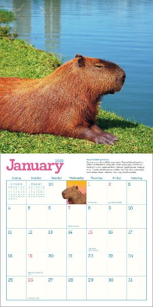 Capybara Wall Calendar 2026