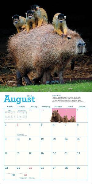 Capybara Wall Calendar 2026