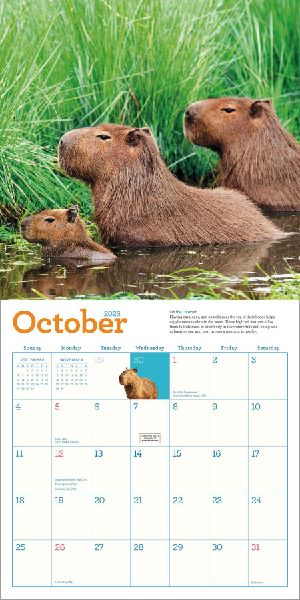 Capybara Wall Calendar 2026