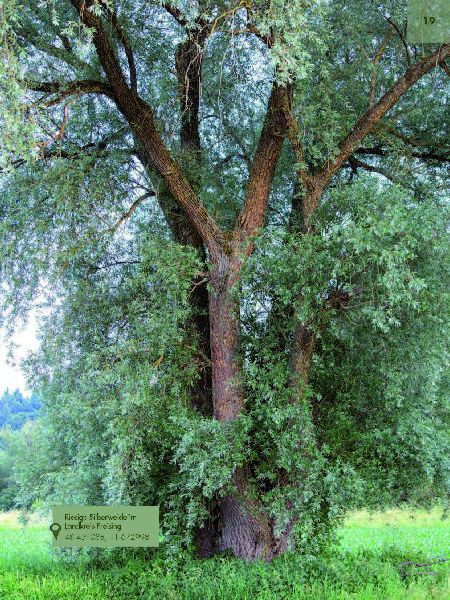 Faszinierende Bäume in Oberbayern