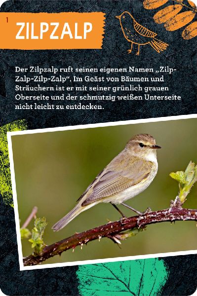 50 Vögel bestimmen