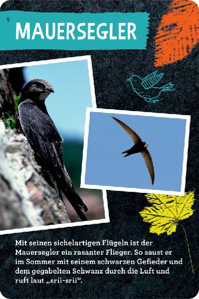50 Vögel bestimmen