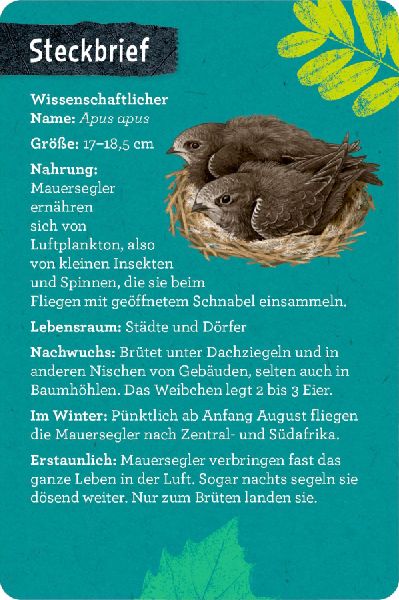 50 Vögel bestimmen