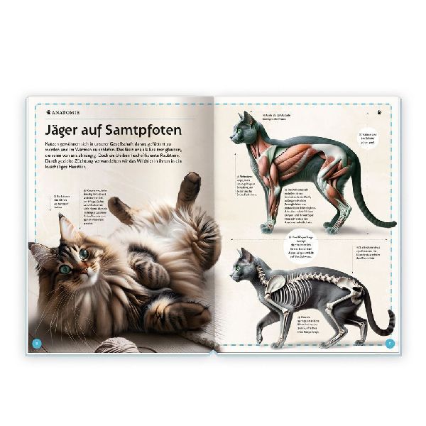 TRÖTSCH - Kinderbuch Das großartige Buch der Katzen| Ab 8 Jahren
