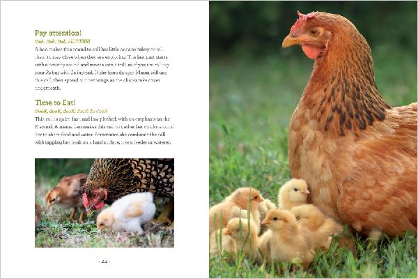 How to Read a Chicken's Mind